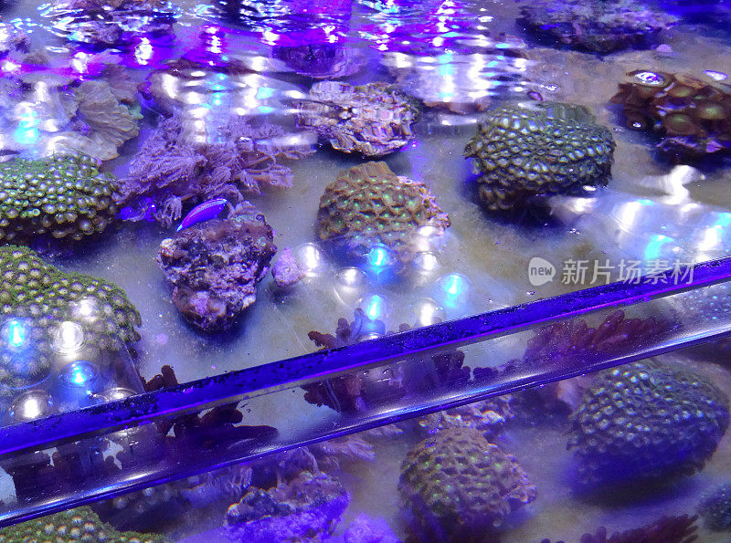 海洋水族馆/咸水礁池，活珊瑚碎片